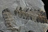 Pennsylvanian Fossil Fern (Neuropteris) Plate - Kentucky #154670-1